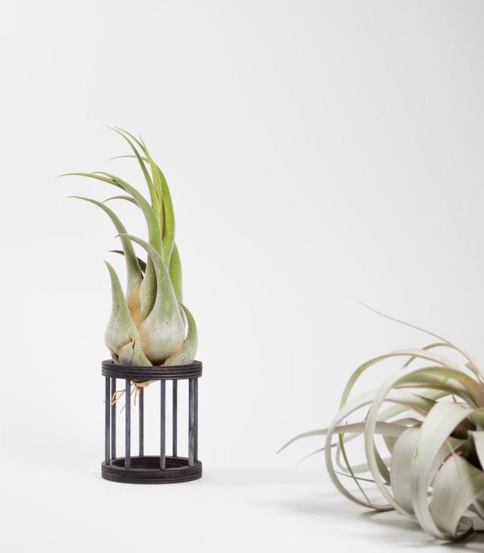 Comprar Planta de aire tillandsia con soporte Wooden Gab support