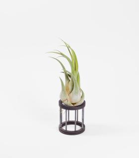 Comprar Planta de aire tillandsia con soporte Wooden Gab support