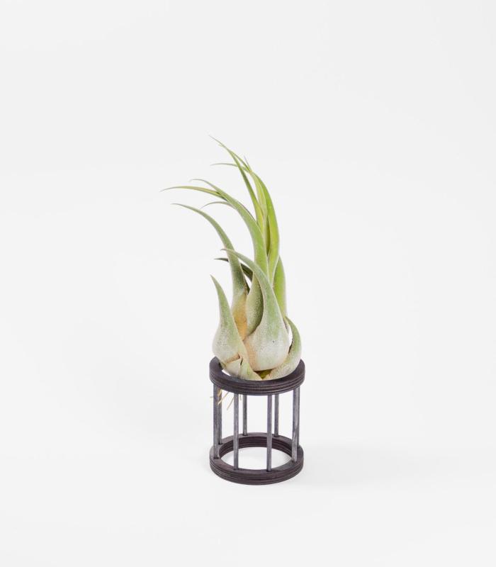 Comprar Planta de aire tillandsia con soporte Hölzerne Gab Halterung