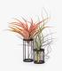 Comprar Planta de aire tillandsia con soporte Support de Gab en bois