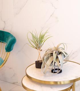 Comprar Planta de aire tillandsia con soporte Hexagone en bois avec tiges