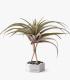 Comprar Planta de aire tillandsia con soporte Zementsechseck mit Steinen und Stäben