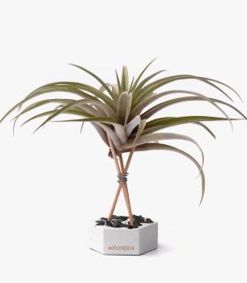 Comprar Planta de aire tillandsia con soporte Hexagone de ciment avec pierres et tiges