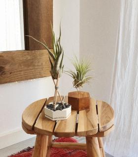 Comprar Planta de aire tillandsia con soporte Cement hexagon with stones and rods