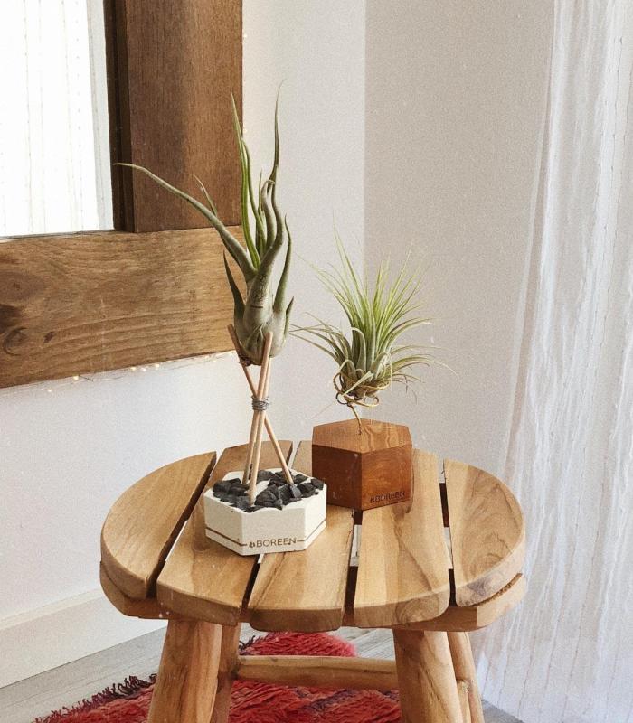 Comprar Planta de aire tillandsia con soporte Hexagone de ciment avec pierres et tiges
