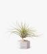 Comprar Planta de aire tillandsia con soporte Hexágono de cimento com pedras