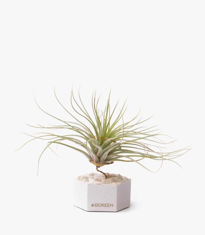Comprar Planta de aire tillandsia con soporte Hexágono de cimento com pedras