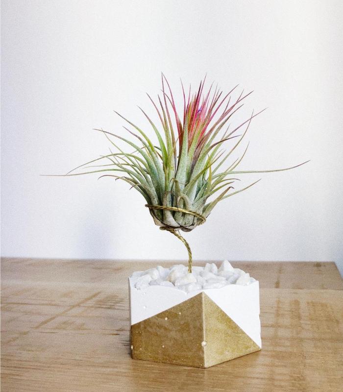Comprar Planta de aire tillandsia con soporte Hexágono de cimento com pedras