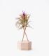 Comprar Planta de aire tillandsia con soporte Wooden hexagon with rods