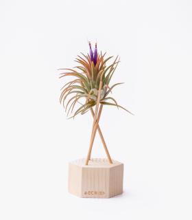 Comprar Planta de aire tillandsia con soporte Hexágono de madeira com hastes