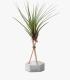 Comprar Planta de aire tillandsia con soporte Hexágono de concreto com hastes