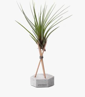 Comprar Planta de aire tillandsia con soporte Esagono in calcestruzzo con aste