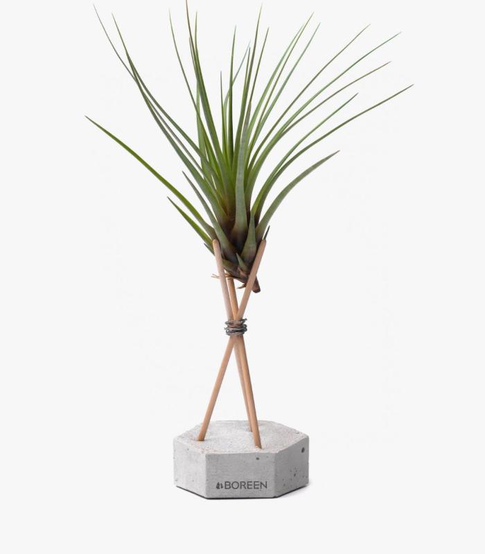 Comprar Planta de aire tillandsia con soporte Esagono in calcestruzzo con aste