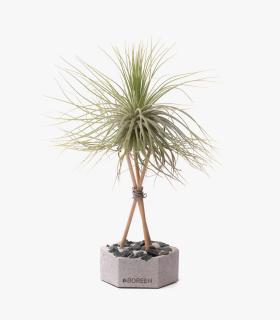 Comprar Planta de aire tillandsia con soporte Betonsechseck mit Steinen und Stäben