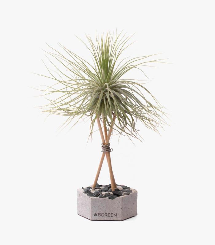 Comprar Planta de aire tillandsia con soporte Hexágono de concreto com pedras e hastes