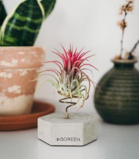 Comprar Planta de aire tillandsia con soporte Hexagone en béton