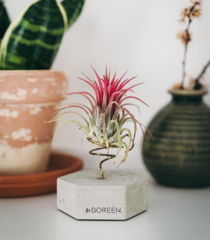 Comprar Planta de aire tillandsia con soporte Hexágono de concreto