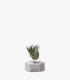 Comprar Planta de aire tillandsia con soporte Hexágono de concreto