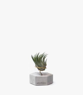Comprar Planta de aire tillandsia con soporte Concrete hexagon