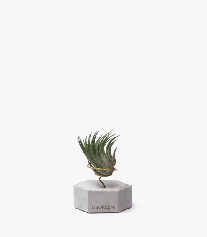 Comprar Planta de aire tillandsia con soporte Hexágono de concreto