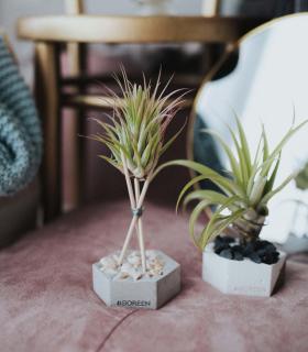Comprar Planta de aire tillandsia con soporte Hexágono de concreto com pedras e hastes