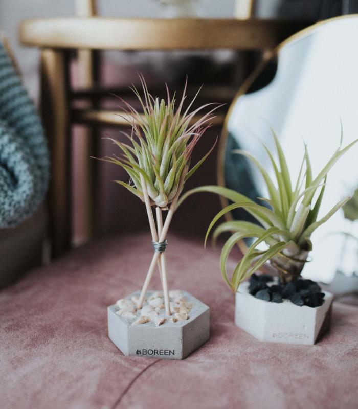 Comprar Planta de aire tillandsia con soporte Betonsechseck mit Steinen und Stäben