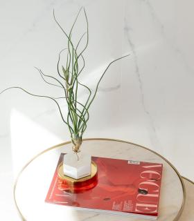 Comprar Planta de aire tillandsia con soporte Cement hexagon