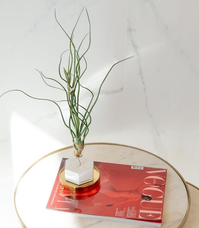 Comprar Planta de aire tillandsia con soporte Esagono di cemento