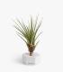 Comprar Planta de aire tillandsia con soporte Hexágono de cimento