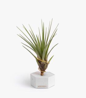 Comprar Planta de aire tillandsia con soporte Zement Sechseck