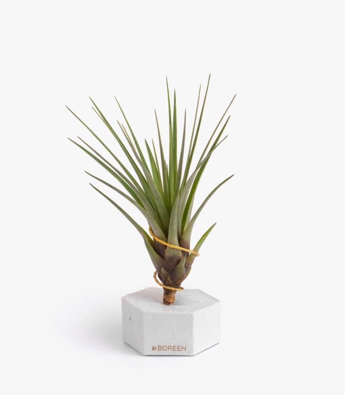 Comprar Planta de aire tillandsia con soporte Esagono di cemento