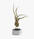 Comprar Planta de aire tillandsia con soporte Hexágono de concreto com pedras