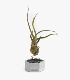 Comprar Planta de aire tillandsia con soporte Esagono in calcestruzzo con pietre