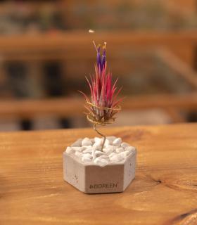 Comprar Planta de aire tillandsia con soporte Betonsechseck mit Steinen