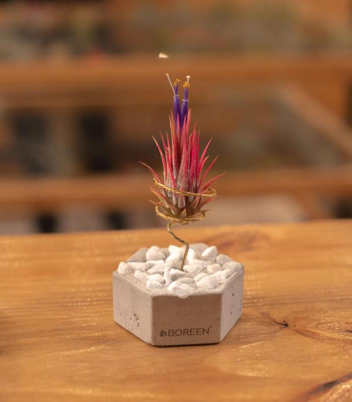 Comprar Planta de aire tillandsia con soporte Betonsechseck mit Steinen