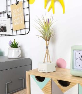 Comprar Planta de aire tillandsia con soporte Cement hexagon with rods