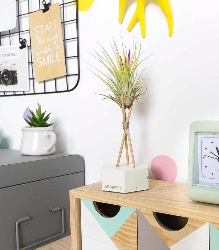 Comprar Planta de aire tillandsia con soporte Hexágono de cimento com hastes