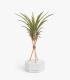 Comprar Planta de aire tillandsia con soporte Hexagone de ciment avec tiges