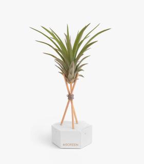 Comprar Planta de aire tillandsia con soporte Esagono di cemento con aste