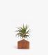 Comprar Planta de aire tillandsia con soporte Tri Holzwinkel