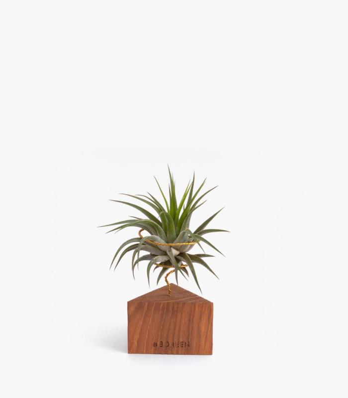 Comprar Planta de aire tillandsia con soporte Triângulo de madeira