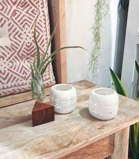 Comprar Planta de aire tillandsia con soporte Tri wooden angle