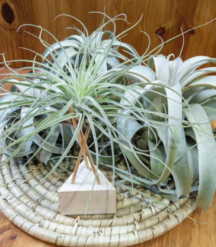 Comprar Planta de aire tillandsia con soporte Triangulo de madera con varillas