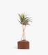Comprar Planta de aire tillandsia con soporte Triangolo in legno con aste