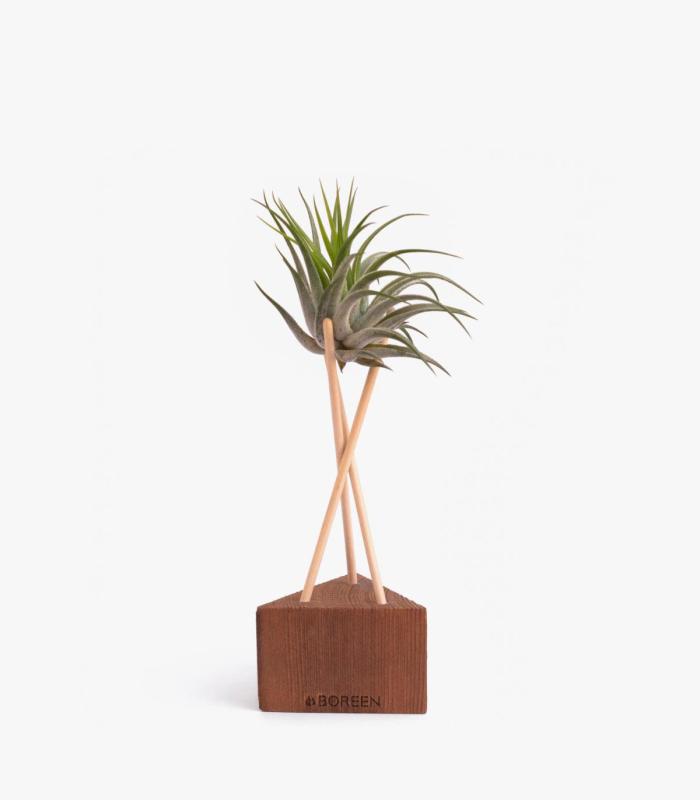 Comprar Planta de aire tillandsia con soporte Triangolo in legno con aste