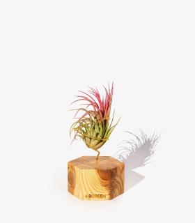 Comprar Planta de aire tillandsia con soporte Hexágono de madera