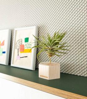 Comprar Planta de aire tillandsia con soporte Wooden hexagon