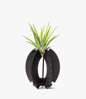 Comprar Planta de aire tillandsia con soporte Soporte Kapa de madera