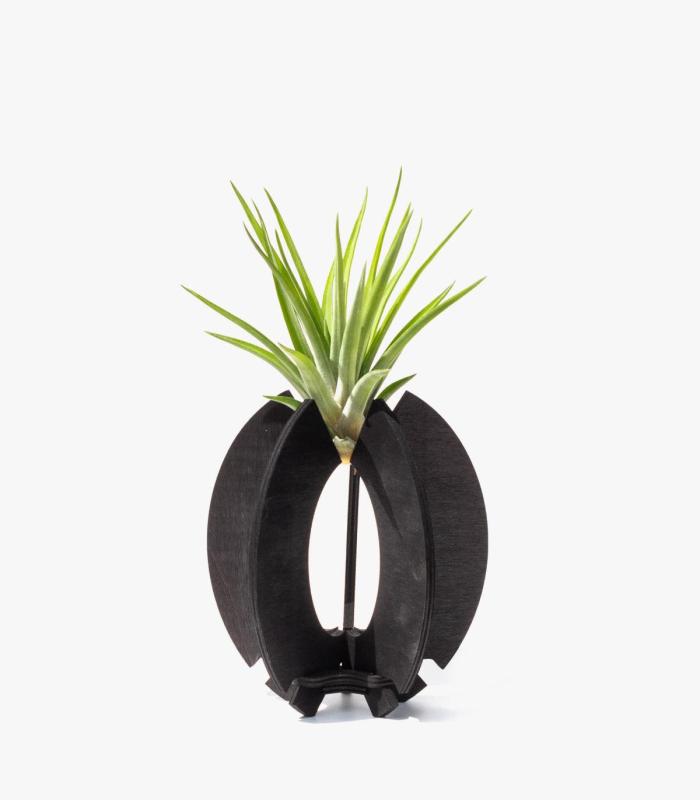 Comprar Planta de aire tillandsia con soporte Wooden Kapa support