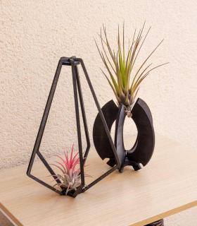 Comprar Planta de aire tillandsia con soporte Hölzerne Kapa Halterung